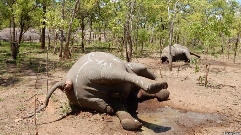 Mozambican authorities are looking for "owners" of a ton of ivory points